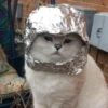 Kittens 29