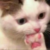 Kittens 30