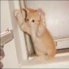 KITTEN MOODs 30