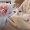 Cats 5