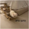 Cats 6