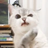 Expressive Cat 5