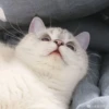 Expressive Cat 6