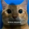 Cats 8