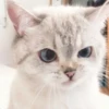 Expressive Cat 8
