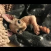 gatto depilato 5