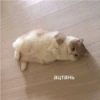 Cats 9