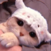 MEOW 6