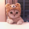Kitten's Mood 5