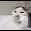 Kucing tetangga 5