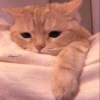 MEOW 7