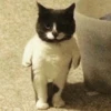 Pussy 5