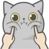 Cat Fullmoon 14
