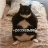 Cats 10