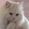 Pussy 6