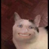 Kucing tetangga 6