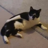 Pussy 7
