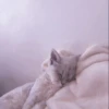 MEOW 8