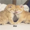 Cats 11