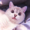 Kitten's Mood 6