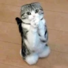 Pussy 8