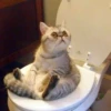 Pussy 9