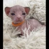 gatto depilato 6