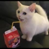 Kucing tetangga 7