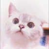 Kitten's Mood 7