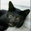 Kucing tetangga 8