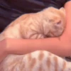 MEOW 9