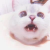 Kitten's Mood 8