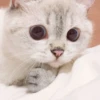 Expressive Cat 11