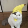 Gɑtitos 8