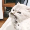 Expressive Cat 12
