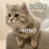 Cats 13
