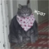 Cats 14