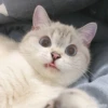 Expressive Cat 14