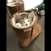 BEARPAW