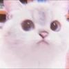 Kitten's Mood 9