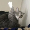 Pussy 12