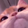 MEOW 10