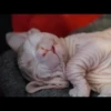 gatto depilato 8