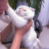 MEOW 11