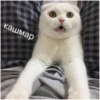 Cats 15