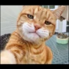Kucing tetangga 10