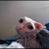 gatto depilato 9