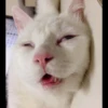 Kucing tetangga 11