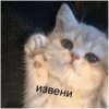 Cats 16