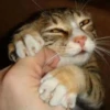 Pussy 13